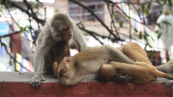Scimmie nella città di Kathmandu — Video Stock
