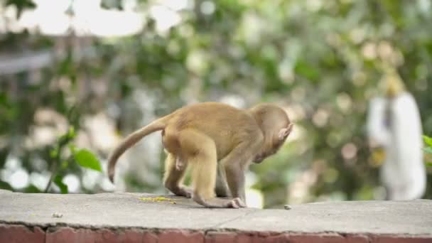 Scimmia cucciolo su un muro di mattoni . — Video Stock