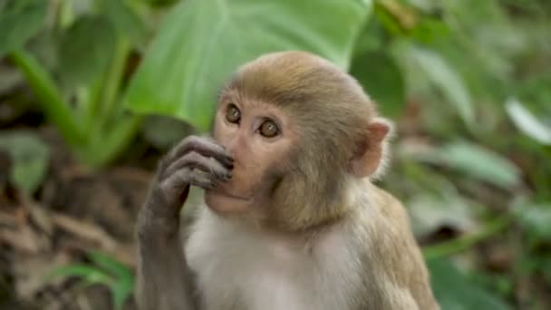 Портрет обезьяны в джунглях — стоковое видео