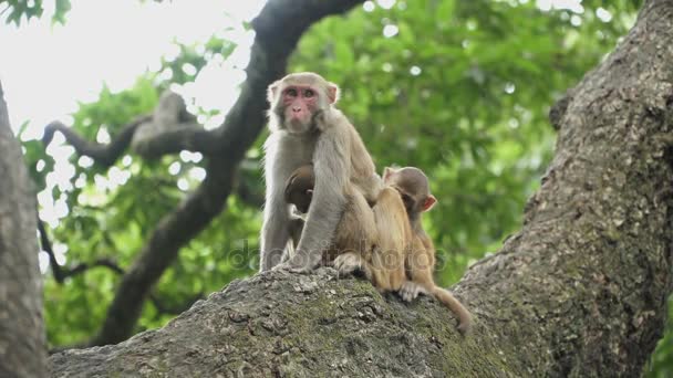 Familia de monos en un árbol — Vídeo de stock