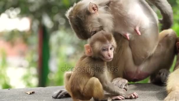 Monos en la ciudad de Katmandú — Vídeo de stock