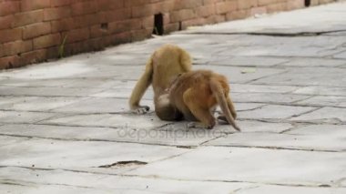 Kathmandu şehrinde genç maymunlar