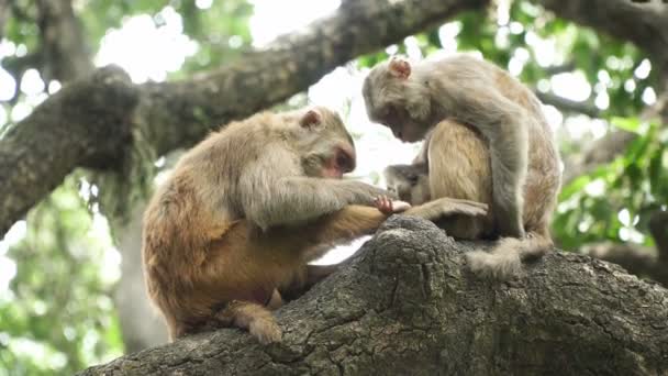 Dos monos en un árbol — Vídeos de Stock