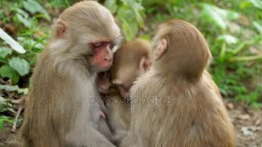 Vahşi Ormanda Bir Maymun Ailesi.