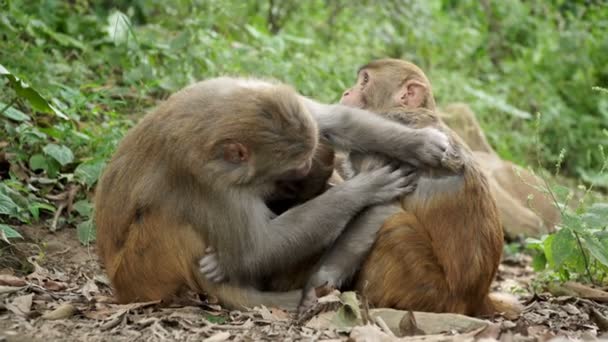 Una familia de monos en la selva salvaje . — Vídeo de stock