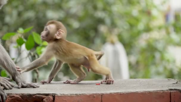 Vrouwelijke aap met cub — Stockvideo