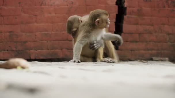 Monos jóvenes en la ciudad de Katmandú — Vídeos de Stock