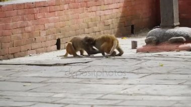 Kathmandu şehrinde genç maymunlar