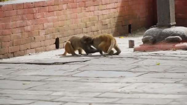 Jonge apen in de stad Kathmandu — Stockvideo