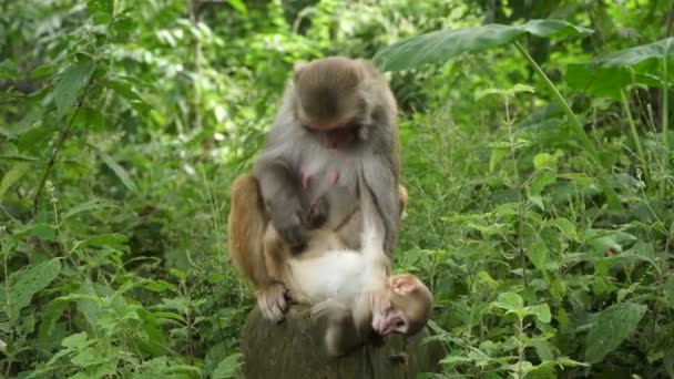 A monkey female with a cub in the jungle