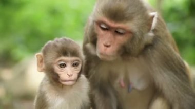 Ormanda Yavrusu Olan Bir Maymun Dişi