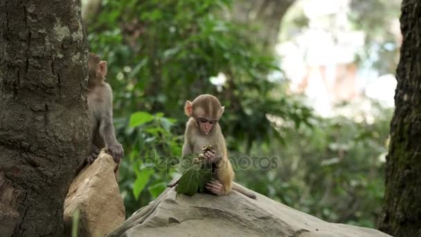 Monkey cub in the jungle — Stock Video