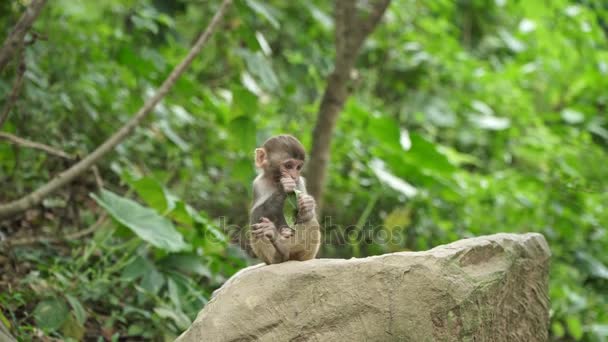 Monkey cub eats green leaf — Stock Video