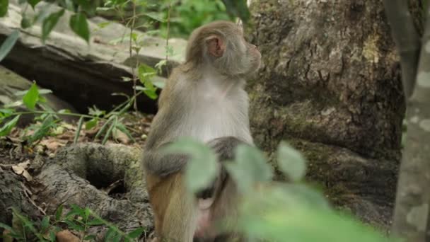 Обезьяна в диких джунглях Азии — стоковое видео