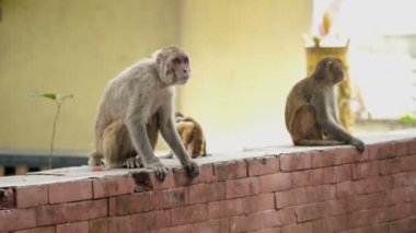 Katmandu şehrinde maymunlar