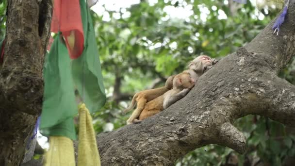 Family of monkeys on a tree — Stock Video