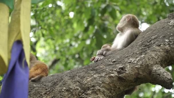 Famiglia di scimmie su un albero — Video Stock