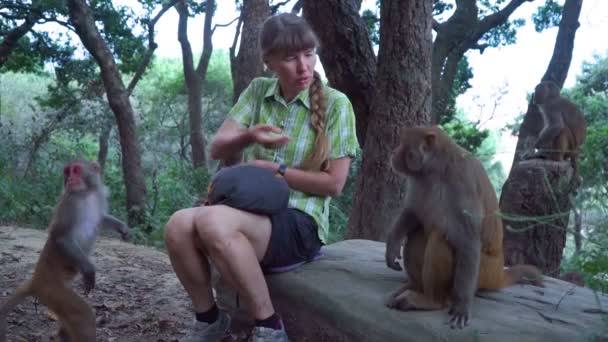 Het meisje feeds wilde apen — Stockvideo