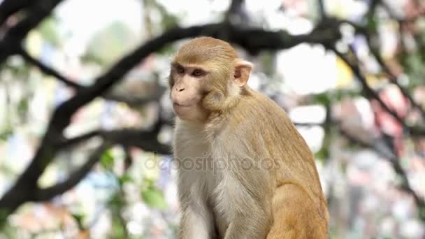 Porträt eines jungen Affen — Stockvideo