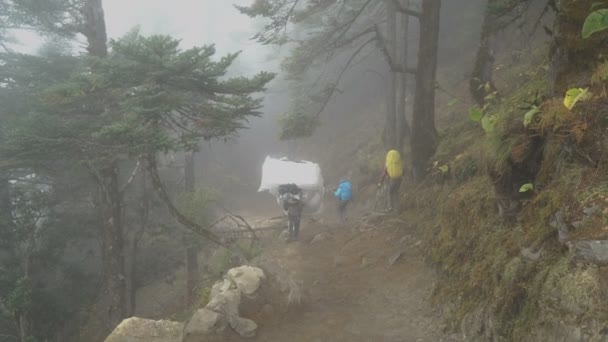 Туристи в туманному лісі — стокове відео