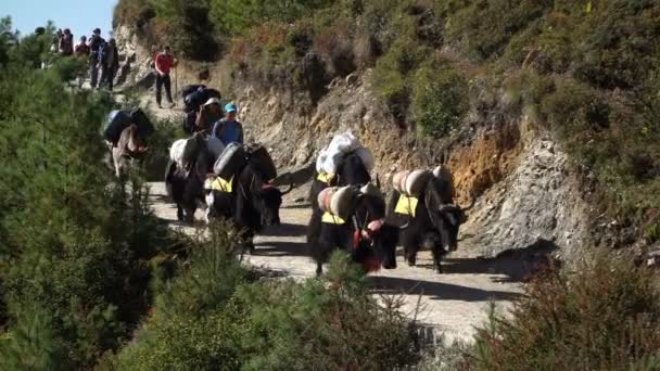 Τουρίστες, αχθοφόροι και γιάκ στο μονοπάτι στα Ιμαλάια — Αρχείο Βίντεο