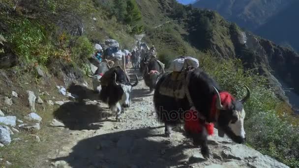 Turisták, hordárok, csomagmegőrzők és jaknak a nyomvonal a Himalájában — Stock videók