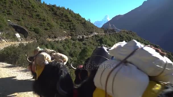 Porteros y yaks en el sendero del Himalaya — Vídeos de Stock