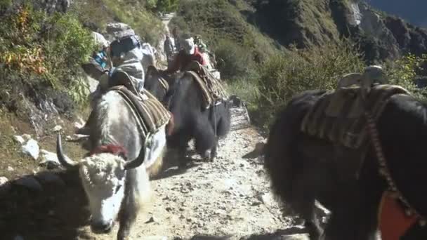 Turistas, carregadores e iaques na trilha nos Himalaias — Vídeo de Stock