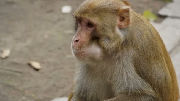 Der Affe isst eine Banane — Stockvideo
