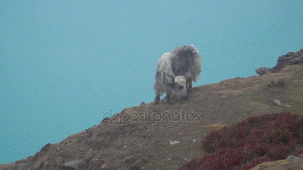 Yak nos Himalaias — Vídeo de Stock