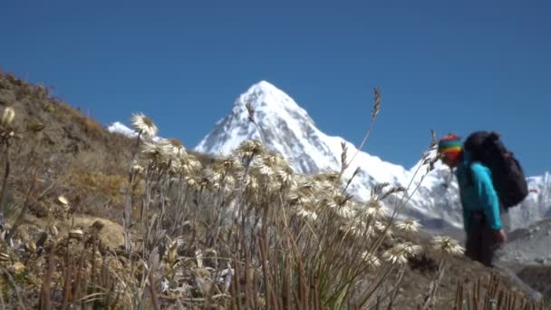 Эдельвейс и турист в Гималаях — стоковое видео