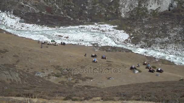 Caravan Yaks i Himalaya – stockvideo