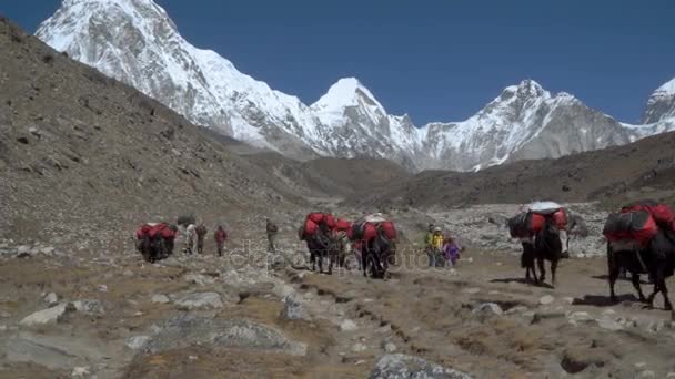 Turisté, nosičů a jaci na stezce v Himalájích — Stock video