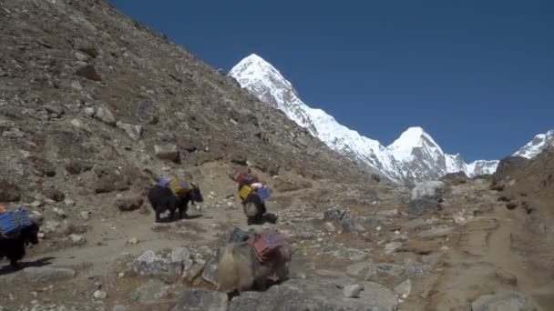 Yaks de caravana en el Himalaya — Vídeo de stock