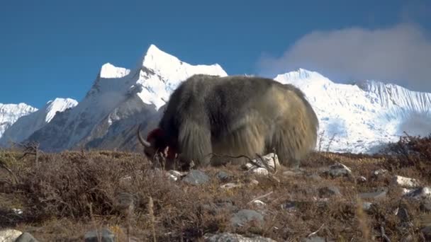 Yaks im Himalaya. — Stockvideo