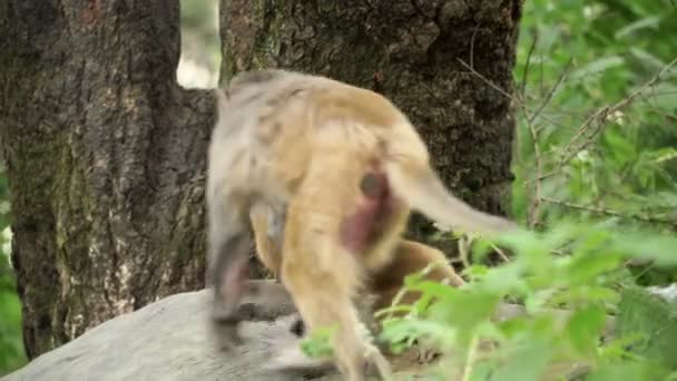 A family of monkeys in the wild jungle. — Stock Video