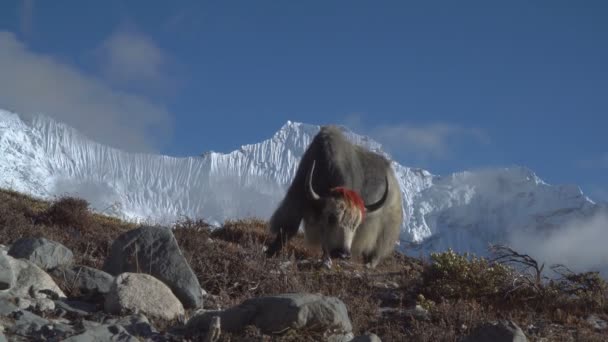 Yaks im Himalaya. — Stockvideo