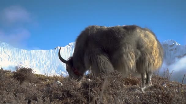 Yaks im Himalaya. — Stockvideo