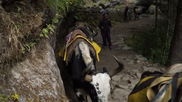 Toeristen, Kruiers en Jaks op het parcours in de Himalaya — Stockvideo