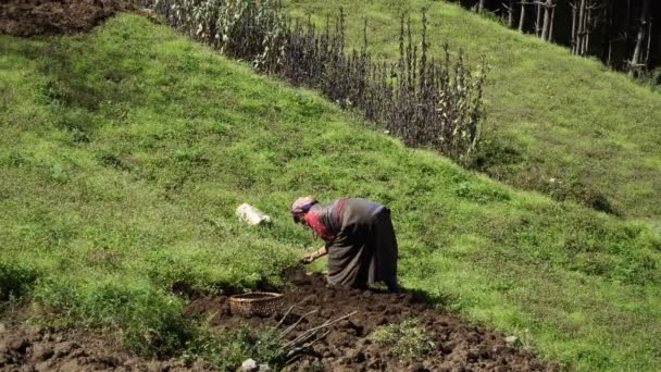 En kvinna som deltar i jordbruksarbetet — Stockvideo