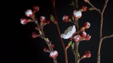 Kayısı çiçeklenme çiçekler