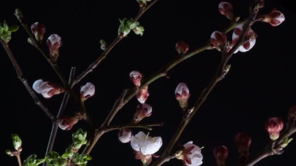 Flowering apricot flowers — Stock Video