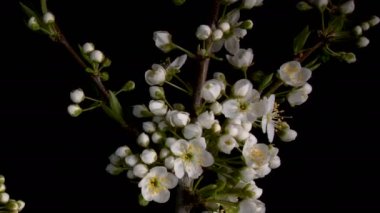 Çiçekli sakura çiçekler