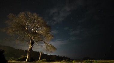 Gece Kuru Ağaç Gece Gökyüzünün Arkaplanı ve Hareketli Bulutlara Karşı.