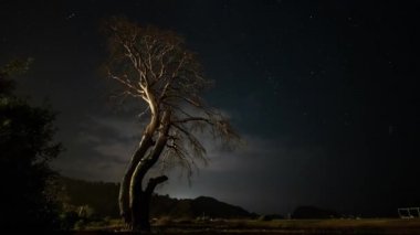 Gece Kuru Ağaç Gece Gökyüzünün Arkaplanı ve Hareketli Bulutlara Karşı.