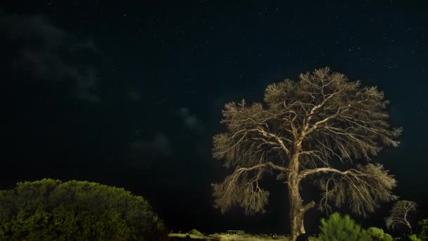 Árvore seca à noite contra o fundo do céu noturno e nuvens móveis . — Vídeo de Stock