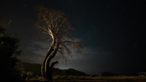 밤에 마른 나무 가 밤하늘의 배경에 부딪치고 구름 이 움직 이는 모습. — 비디오