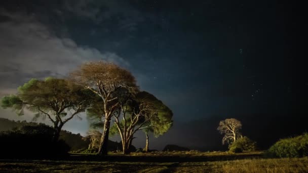 Droge boom 's nachts tegen de achtergrond van de nachtelijke hemel en bewegende wolken. — Stockvideo