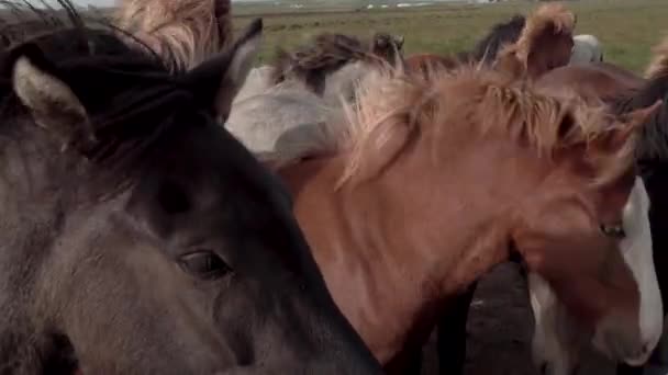 Ісландські коні на пасовищі — стокове відео