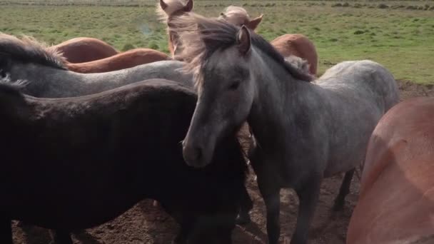 牧草地のアイスランド馬 — ストック動画